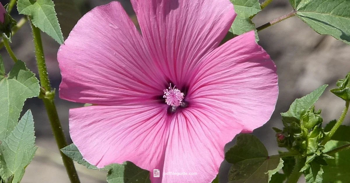 Purple Hibiscus PDF - PDF File Guide