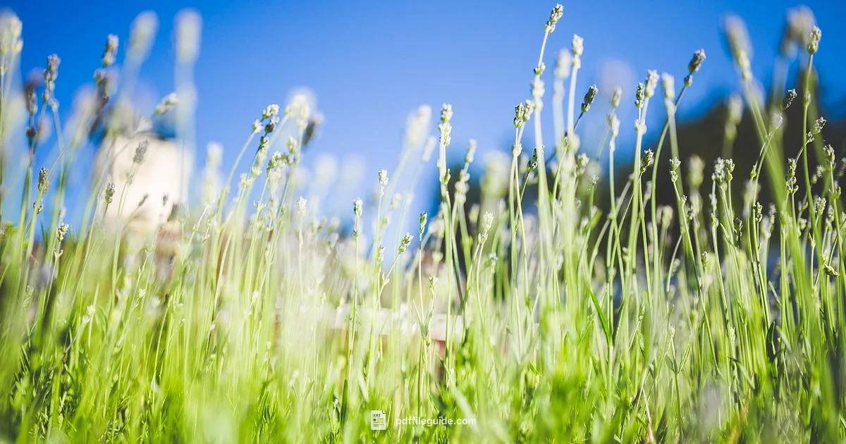 PDF Acrobat Essentials PDF Acrobat Essentials - PDF File Guide