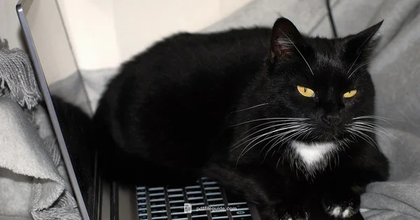 Playful PDF Style - PDF File Guide